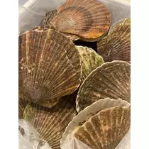 長瀬 純恋