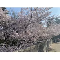 さくら