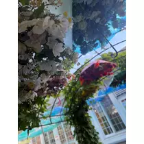 結城 かなの