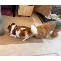 あいら