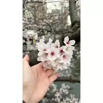 けい