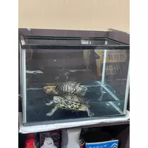 りえる