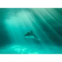 華宮 りりあ