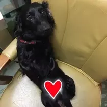 りえ