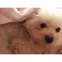 夏樹 あや