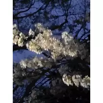 しいな