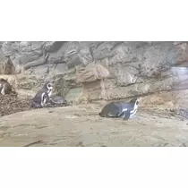 ひな