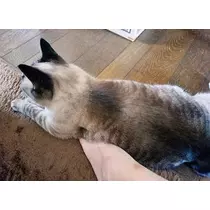 ひな