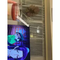 紬 むぎ