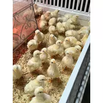 あこ
