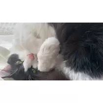 もも