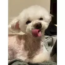 夏樹 あや