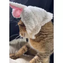 のぞみ