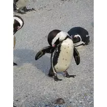 りか