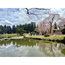 咲良 水月