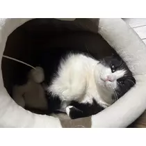 あやね