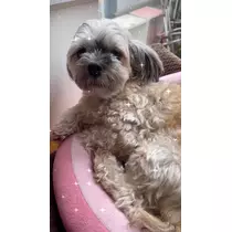 天月 あすな