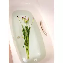 さくら