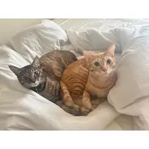 ユズ