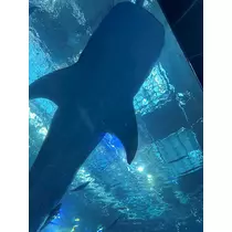 神楽 ゆあ