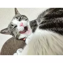ユズ
