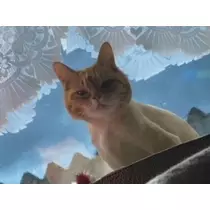 桐島 りゅう