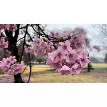 ひとみ