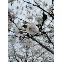 あ