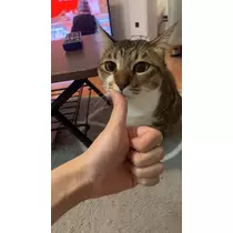 和田 わた