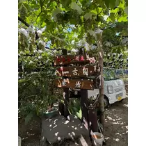 白間 あい