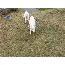 桃瀬 百華