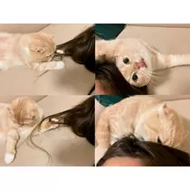 あおい