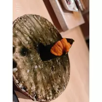いおり