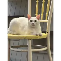 まどか