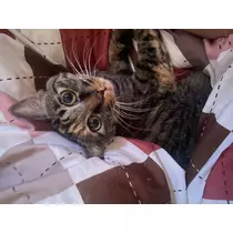 あや