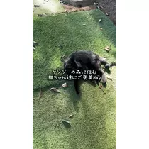 みこ