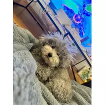 うづき ふうか