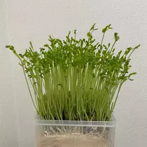 愛羽 仁美