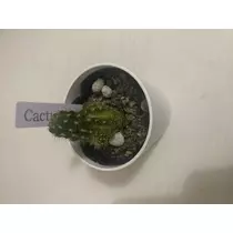 おと