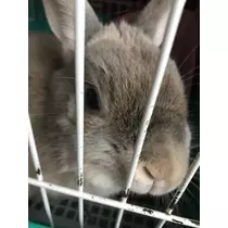 長瀬 純恋