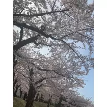 大園 桃子