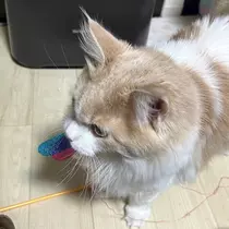 天羽 もか