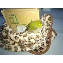 水瀬 愛理
