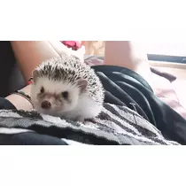 ことり