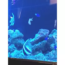しいな