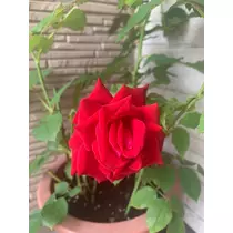 あいな