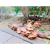 さくら