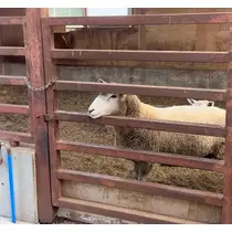あいら