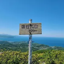 桜木 りん