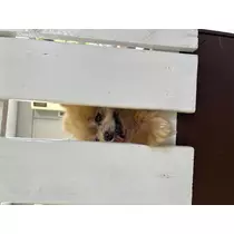 あみ